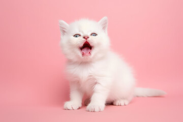 Fototapeta na wymiar A cute little fluffy white baby kitten yawning with her mouth wide open. Sleepy yawning long-haired kitten on flat pink background with copy space. Generative AI professional photo imitation.