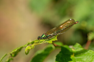Big shiny dragonfly on a leaf © Elżbieta Kaps