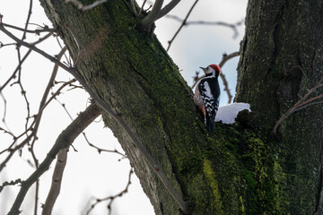 Naklejka premium woodpecker in a tree