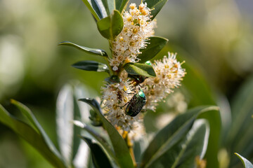 Rosenkäfer © Isnurnfoto.