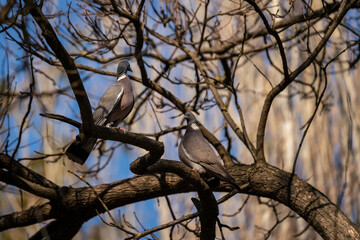 Pigeons in a tree