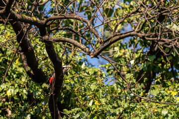 Woodpecker in a tree
