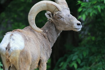 オオツノヒツジ