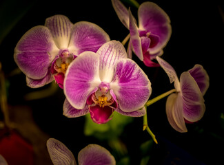 Fototapeta na wymiar Orchids and wild flowers