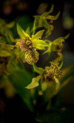 Orchids and wild flowers