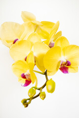 Fototapeta na wymiar orchid twig with yellow flowers