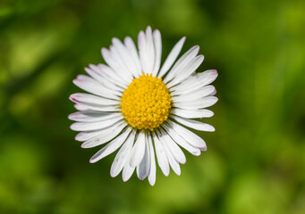 Fototapeta premium Detail of the white and yellow flower of Bellis perennis