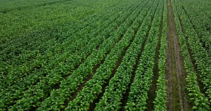 Aerial view drone shot 4k video of tobacco plantation at morning in thailand