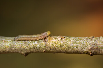 Brown caterpillar climbed on stem with blured background. Animal, wildlife