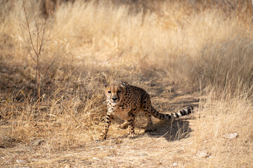 cheetah in the African savannah waiting for prey Namibia.