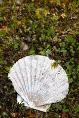 A scallop seashell in a mossy garden.