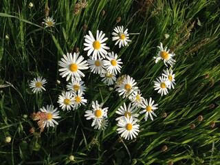 daisies in a meadow