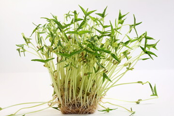 young sprouted Green gram or mung beans micro greens on white background