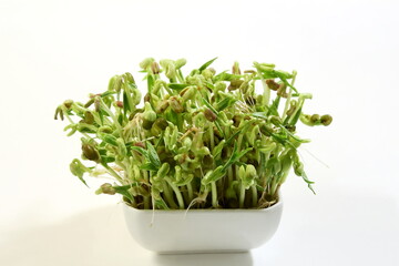 young sprouted Green gram or mung beans micro greens on white background with copy space
