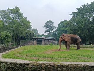 Naklejka na ściany i meble Nature animal picture. The elephant in the zoo