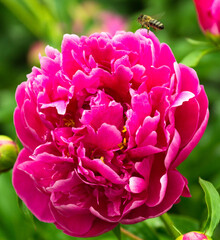 a bee circles near a red peony