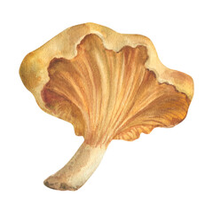 Watercolor Chanterelle Mushroom on white background. Hand painted food illustration