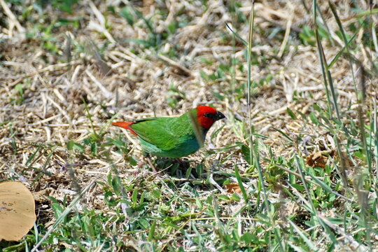 Fiji parrotfinch (Erythrura pealii) in the grass, in the Yasawa Islands, Fiji