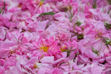 Obraz premium Rosa Damascena. Damask rose. Oil-bearing rose. Bulgarian rose oil.