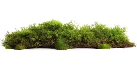 Foto op Plexiglas Macrofotografie Moss growing on the ground isolated on white background. Generative ai.