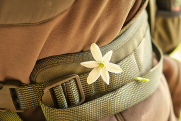 a small white flower is tucked behind the Molle system of a military tactical belt of a backpack...