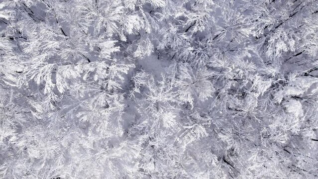 Aerial Drone Flying through Winter Forest with Hoar Frost.  Shot in Wisconsin on the DJI Air 2s in December.  Beautiful white ice and snow covered trees.