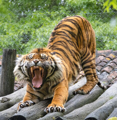 tiger in the zoo