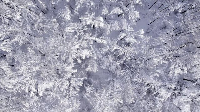 Aerial Drone Flying through Winter Forest with Hoar Frost.  Shot in Wisconsin on the DJI Air 2s in December.  Beautiful white ice and snow covered trees.