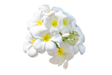 Fototapeta na wymiar Group of White Frangipani Flower, Plumeria, Temple Tree, Graveyard Tree, isolate on transparent background, PNG File
