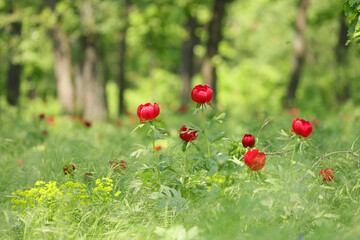 Wild peony (Paeonia peregrina romanica) in a forest nearby the Enisala fortress in Dobrogea. The Romanian Parliament declared through a law that this flower should be the national flower of Romania.