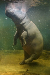 Hipopotam pod wodą - obrazy, fototapety, plakaty