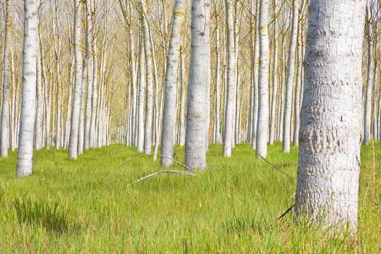 Italian poplar tree cultivation with trees and green grass. These trees are the fastest growing tree (Tuscany - Italy)