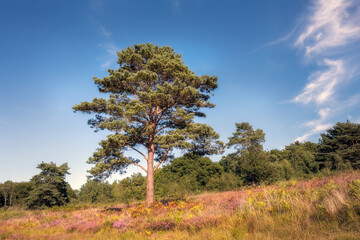 Pinus sylvestris or Scot pine on Ashdown forest on a Sunday afternoon, East Sussex, South of England