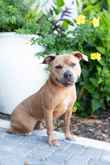 One brown and white adult Pitbull dog wearing a light blue collar looking at the camera outdoors during the day