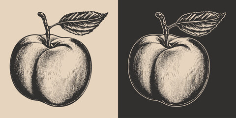Set of vintage retro woodcut linocut engraving gravure sketch peach nectarine. Can be used like emblem, logo. mark, poster or print. Monochrome Graphic Art. Vector. Hand drawn element in antique