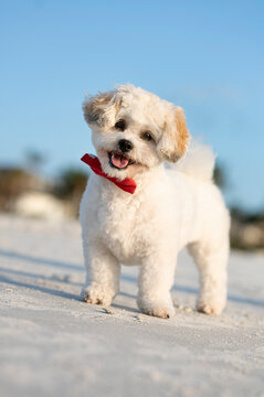 One adorable white little Poodle dog wearing a red ribbon on the neck smiling at the camera with the tongue out outdoors on the sand at the beach during a bright sunny day