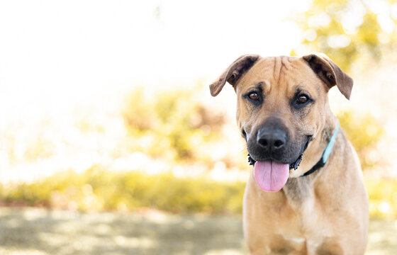 One Brown Adult Mixed Breed Dog Wearing A Blue Collar Sticking Out The Tongue Looking At The Camera Outdoors During A Bright Sunny Day With Plants In A Warm Blurred Background