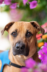 Obraz premium Portrait of one brown mixed breed adult dog for adoption looking at the camera outdoors among trees and colorful flowers during a bright day