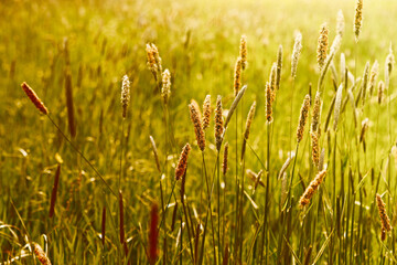 Spring meadow plants in beautiful sunlight