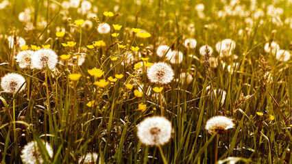 Dandelions and other wild meadow flowers in beautiful sunlight
