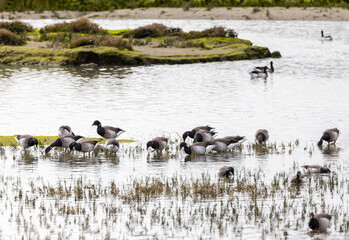 Light bellied Brent Geese 