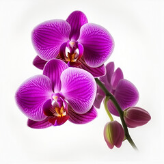 Bouquet of purple orchid flower plant isolated on white background. 3D rendering. Flat lay, top view. macro	
