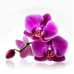 Bouquet of purple orchid flower plant isolated on white background. Flat lay, top view. macro	