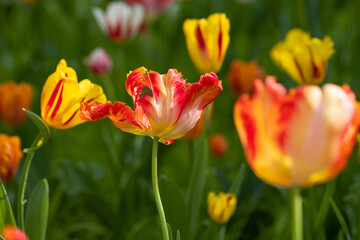 Many blossoming red tulips, flower field