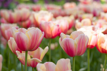 Many blossoming colourful tulips, flower field