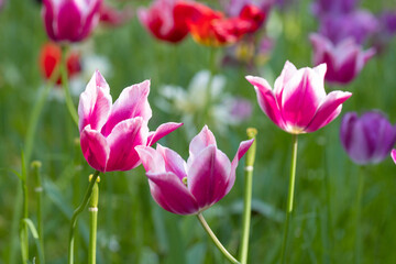 Fototapeta premium Precious Pink Tulips in the garden