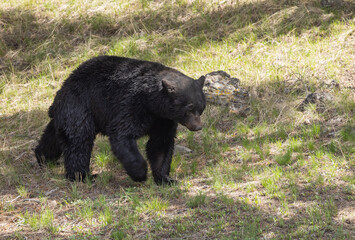 Black Bear in Spring in Yellowstone National Park