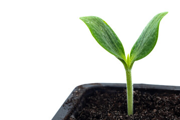 Plant sprout on a white background in a box. sprouted plant