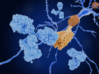 Immunotherapy of Alzheimer's disease. Antibody binding to an amyloid beta fibril.
