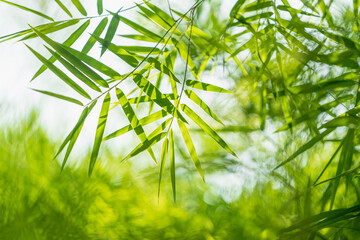 green leaves bamboo on green leaf background